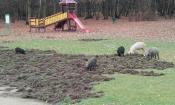 Świnie w parku