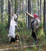 Lokalna przedstawicielka Kultu oddaje hołd Kozie z Lasów. Zdjęcie z przedwczoraj.