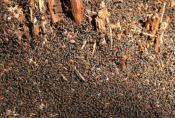 wiosenne mrówki