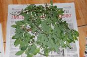 wierzba szara - Salix Cinerea