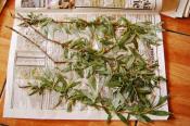wierzba biała - Salix Alba