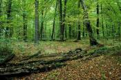 Kawałek lasu w Zaborni