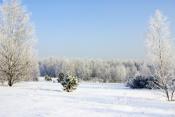 Las piękny zimą