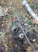 Huba z keszem na pieńku.