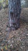 ent