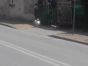 Uwaga na tego psa bestie