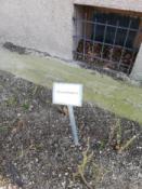 Róża :) nowa odmiana