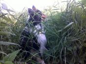 Typer czujnie obserwował, czy nikt się nie zbliża