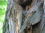 Uwaga na pumy mieszkające na drzewach