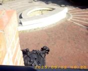 Kaczucha się chłodzi w bajorku miejskim