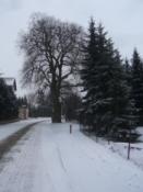pomnik przyrody