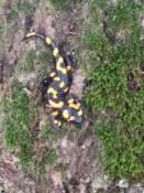 Salamandra 
