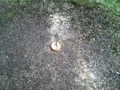 Mysłakowice Kościół 24.12.2013