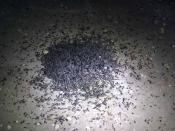 A któż to tak narobił?!