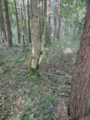strefa poszukiwań