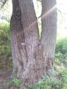 trójkonarowa wierzba