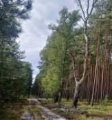 brzoza obok w pionie