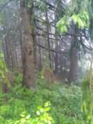 Widok ze szlaku w kierunku skrzynki