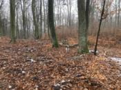 Fragment głazowiska