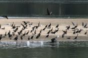 Widok na bandę kormoranów spod skrzynki, z tyłu po prawej czaple siwe