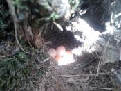 ptasie Walentynki i oto efekt