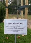 Dąb Wolności