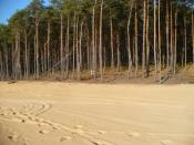 panorama lasu z wydmy