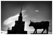 Krowa miejska by Wallson