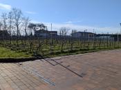winnica1