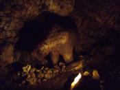 Niedźwiedź jaskiniowy...