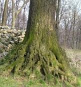 Gromnik-drzewo / tree