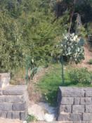 DZIŚ przejścia nie ma (rubin)