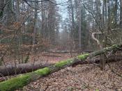 Droga z przeszkodami