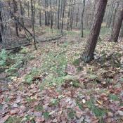 11.2025 szeroki widok od strony sciezki: Do tego kesza prowadzi ścieżka. Wystarczy wejść na górkę. Coś dla miłośników okopów i bombardowań.