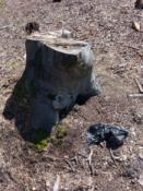 Taką sytuację zostałem ...