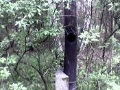 Słup a w tle brzozy