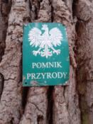 Pomnik przyrody