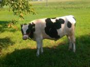 młody-gniewny tuż przy skrzynce 