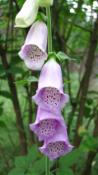 Digitalis purpurea