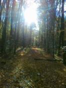 jesienny las skąpany w słońcu ;)