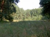 polana jednorożców