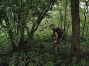 Jungle is massive!
