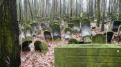Niezły las zdążył już wyrosnąć na cmentarzu