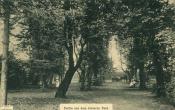 Jedna z alei lipowych w parku, 1907