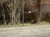 dziczki 100 metrów od kesza :)