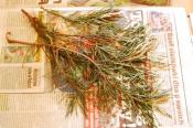 sosna pospolita (Pinus Sylvestris)