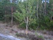 młode drzewko - topola osika