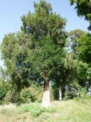 pomnikowy cis
