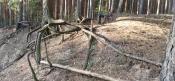 Jak korzeń traci grunt, zakręca pionowo w dół i staję się podporą