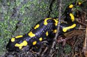 Salamandra
